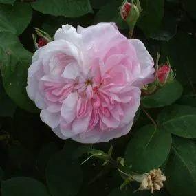 Fantin-Latour Shrub Roses (Rosa Fantin-Latour) 1